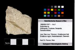 Foto (Objekt + Etikett) von Eodromites sp.  (NHMW-GEO-1990-0041-3971)